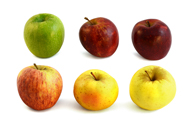 Malus domestica Äpfel