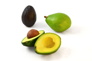 Persea americana Avocado