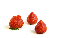 Fragaria Erdbeeren
