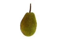 Artocarpus heterophyllus Jackfrucht