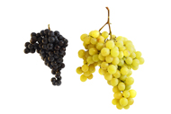 Vitis Trauben