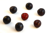 Prunus Zwetschge