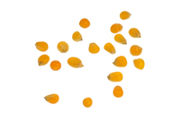 Zea mays Mais