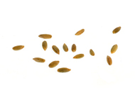 Triticum Roggen