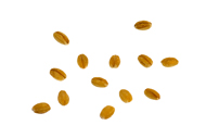 Avena sativa Saat-Hafer