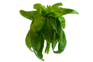 Ocimum basilicum Basilikum