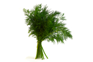 Anethum graveolens Dill