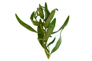 Artemisia dracunculus Estragon