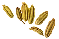 Foeniculum vulgare Fenchelsamen