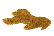 Zingiber officinale Ingwer