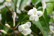 Jasminum Jasmin
