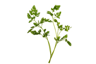 Anthriscus cerefolium Kerbel