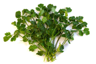 Coriandrum sativum Koriander
