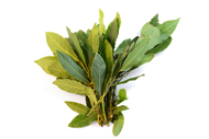 Laurus nobilis Lorbeer