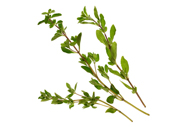 Origanum majorana Majoran