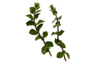 Origanum vulgare Oregano