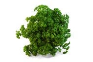 Petroselinum crispum Petersilie