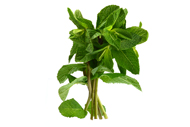 Mentha Pfefferminz