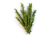 Rosmarinus officinalis Rosmarin