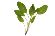 Salvia Salbei
