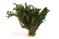 Thymus vulgaris Thymian
