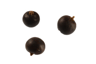 Juniperus Wachholderbeeren