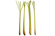 Cymbopogon citratus Zitronengras