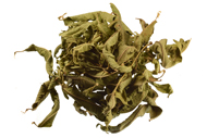 Aloysia citrodora Zitronenverbene