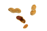 Arachis hypogaea Erdnüsse