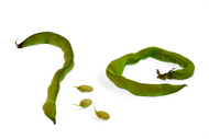 Vicia faba Beans