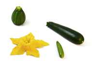 Cucurbita pepo Zucchini
