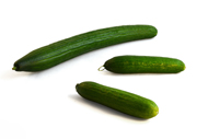 Cucumis sativus Gurke