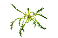 Taraxacum Löwenzahn