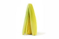 Zea mays Mais