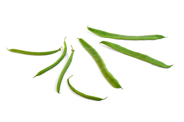 Phaseolus vulgaris Grüne Bohne