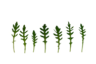 Eruca sativa Garten-Senfrauke