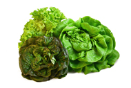 Lactuca Salat,
Lattich