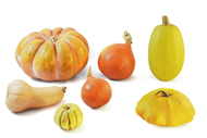 Cucurbita Kürbisse