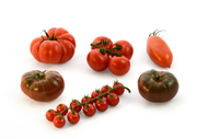 Solanum lycopersicum Tomaten