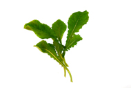 Brassica rapa Speiserübenblätter