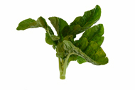 Brassica oleracea acephala